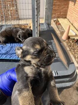 Mixed Breed Dogs Available for Adoption in Dallas, Texas - LEXI | PetCurious