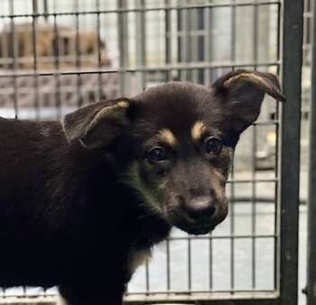 Rescue Mixed Breed Dogs for Adoption in Walla Walla, Washington - Kuromi | PetCurious