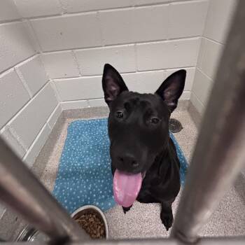 Buddy -  Manchester Terrier Dog for Adoption in Horn Lake, Mississippi - Buddy | PetCurious