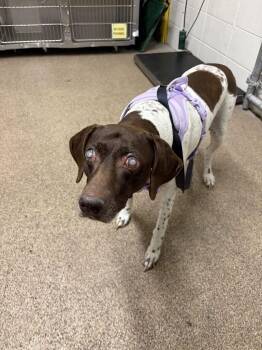 Henley -  German Shorthaired Pointer Dog for Adoption in Fruit Heights, Utah - Henley | PetCurious