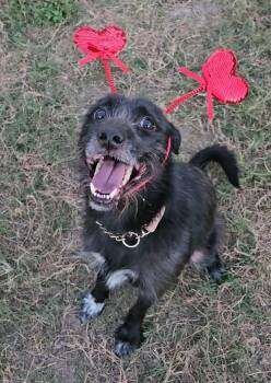 Patterdale Terrier Fell Terrier and Husky Dogs Available for Adoption - Grey | PetCurious