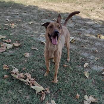 Rhodesian Ridgeback Dogs Available for Adoption - Bellinger | PetCurious