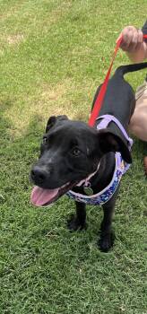 Laverne -  Black Labrador Retriever Dog for Adoption in Greensboro, Georgia - Laverne | PetCurious