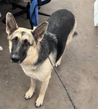 MOLLEY -  Mixed Breed Dog for Adoption in Dallas, Texas - MOLLEY | PetCurious