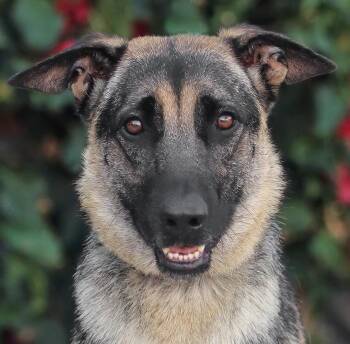 Rescue German Shepherd Dog Dogs for Adoption in Los Angeles, California - *Maya Von Mannheim | PetCurious
