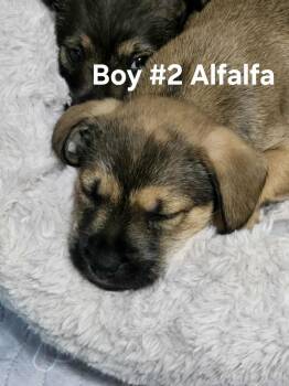 Rescue Miniature Schnauzer and German Shepherd Dog Dogs for Adoption in Houston, Texas - Alfalfa | PetCurious
