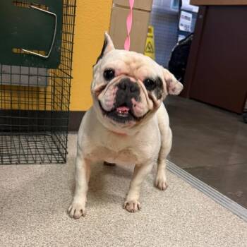 Domino -  French Bulldog Dog for Adoption in Allen, Texas - Domino | PetCurious