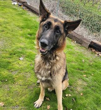 Rescue German Shepherd Dog Dogs for Adoption in Phoenix, Oregon - Kevin | PetCurious