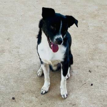 Hei Hei -  Border Collie and Chihuahua Dog for Adoption in Norman, Oklahoma - Hei Hei | PetCurious