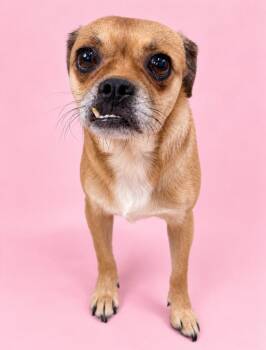 Jes -  Pug and Mixed Breed Dog for Adoption in Rock Springs, Wyoming - Jes | PetCurious
