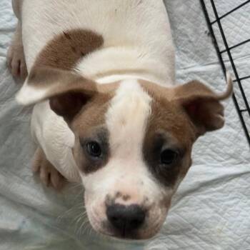Boxer and Black Mouth Cur Dogs Available for Adoption in Houston, Texas - Kendall | PetCurious