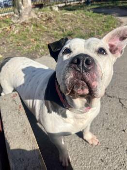 Rescue American Bully Dogs for Adoption in Buffalo, New York - Dixie | PetCurious