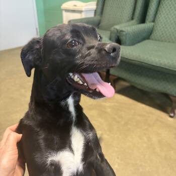 Severus -  Pug Dog for Adoption in Seneca, Pennsylvania - Severus | PetCurious