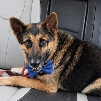 GRANT GS -  German Shepherd Dog Dog for Adoption in Lucas, Texas - GRANT GS | PetCurious
