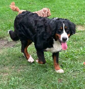 Big Debbie -  Bernese Mountain Dog Dog for Adoption in Anniston, Alabama - Big Debbie | PetCurious
