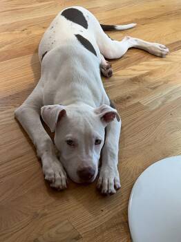 Ghost -  Pit Bull Terrier Dog for Adoption in Lafayette, Colorado - Ghost | PetCurious