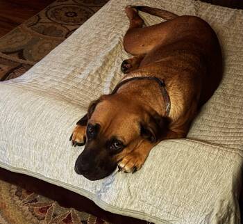 Brownie -  Black Mouth Cur and Boxer Dog for Adoption in Foxworth, Mississippi - Brownie | PetCurious
