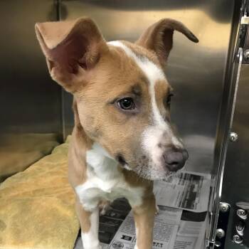 Freckles -  Mixed Breed Dog for Adoption in Memphis, Tennessee - Freckles | PetCurious