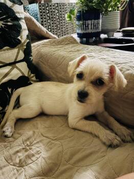 Pearl -  Chihuahua and Terrier Dog for Adoption in San Antonio, Texas - Pearl | PetCurious