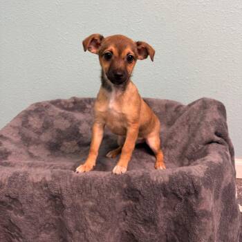 Luca -  Chihuahua Dog for Adoption in Fresno, California - Luca | PetCurious