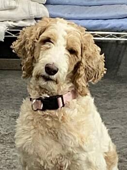 Goldendoodle Dogs Available for Adoption in Hartford, Kentucky - Posie | PetCurious