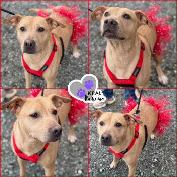 Rescue Labrador Retriever and Pit Bull Terrier Dogs for Adoption in Kenai, Alaska - Honey - Bear Mama | PetCurious