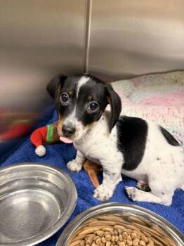 Mixed Breed Dogs Available for Adoption - Ozzie | PetCurious