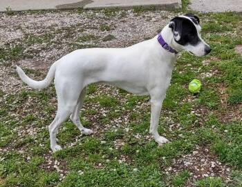 Terrier Dogs Available for Adoption in Clay City, Kentucky - Miranda | PetCurious