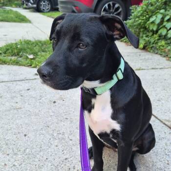 Labrador Retriever Dogs Available for Adoption in Baldwin, Maryland - Negroni | PetCurious
