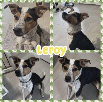 Cattle Dog Dogs Available for Adoption - Leroy | PetCurious
