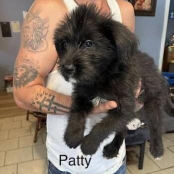 Patty (P Litter) -  Poodle and Mixed Breed Dog for Adoption - Patty (P Litter) | PetCurious