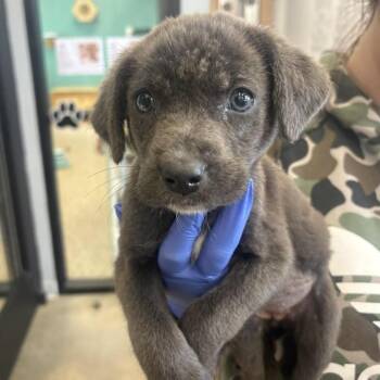 Princess -  Labrador Retriever and Mixed Breed Dog for Adoption in Marshall, Texas - Princess | PetCurious