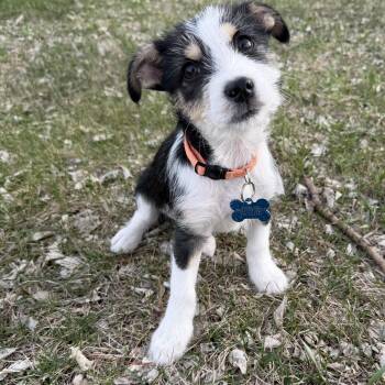 Terrier and Mixed Breed Dogs Available for Adoption in Minneapolis, Minnesota - Phineas | PetCurious