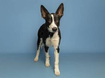 Border Collie Dogs Available for Adoption in Phoenix, Arizona - CLEO | PetCurious