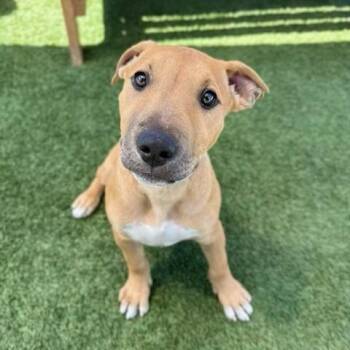 Tommy -  Bull Terrier and Mixed Breed Dog for Adoption in Hawthorne, California - Tommy | PetCurious
