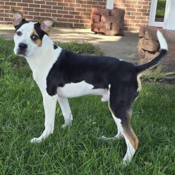 Rescue American Bully and Pit Bull Terrier Dogs for Adoption in Waterloo, Iowa - Apollo | PetCurious