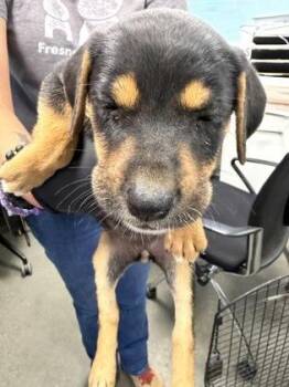 Sorrel -  Mixed Breed Dog for Adoption in Fresno, California - Sorrel | PetCurious