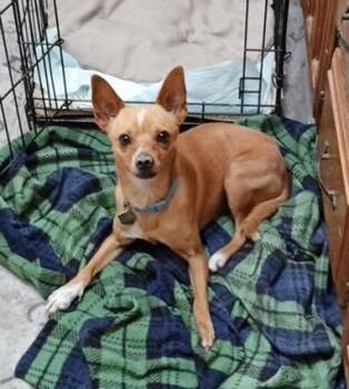 Chihuahua Dogs Available for Adoption in Albuquerque, New Mexico - Chico | PetCurious