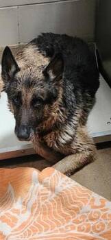 Gunner -  German Shepherd Dog and Mixed Breed Dog for Adoption in Farmers Branch, Texas - Gunner | PetCurious