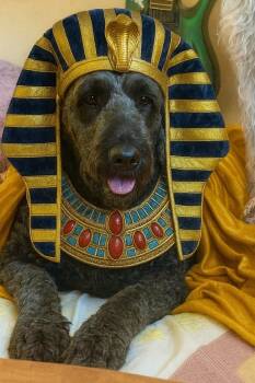 Rescue Labrador Retriever and Poodle Dogs for Adoption in Crossville, Tennessee - Jimidy | PetCurious