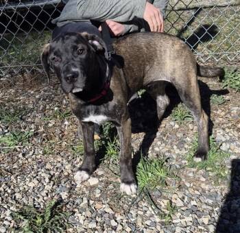 Great Dane and Mastiff Dogs Available for Adoption in Williams Lake, British Columbia - Taffy | PetCurious