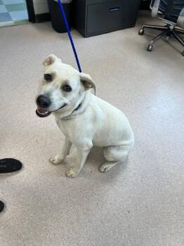Phoebe -  Shepherd and Labrador Retriever Dog for Adoption in Bowling Green, Ohio - Phoebe | PetCurious