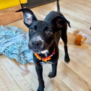 Pit Bull Terrier and Black Labrador Retriever Dogs Available for Adoption - Dahlia Daisy Flower | PetCurious