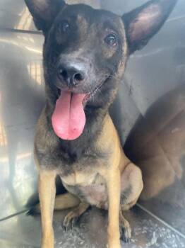 MINNIE -  Belgian Shepherd Malinois Dog for Adoption in Dallas, Texas - MINNIE | PetCurious