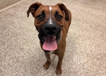 Pit Bull Terrier and Mixed Breed Dogs Available for Adoption in Colorado Springs, Colorado - DINKLEBERG | PetCurious