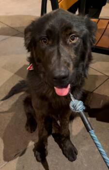 Rescue Dutch Shepherd Dogs for Adoption in Bellflower, California - Cowboy | PetCurious