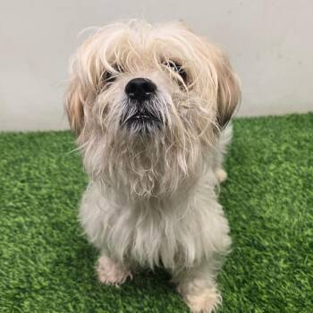 Griffin -  Shih Tzu Dog for Adoption in Columbia, Missouri - Griffin | PetCurious