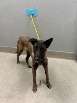 SHANIN -  Belgian Shepherd Malinois Dog for Adoption in Las Vegas, Nevada - SHANIN | PetCurious