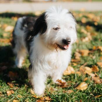 Rescue Shih Tzu Dogs for Adoption in Northbrook, Illinois - Mimi MooMoo WeeWee WooWoo | PetCurious