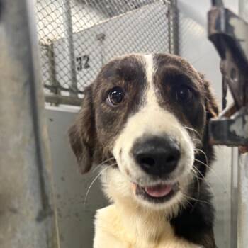 Tay Tay -  Mixed Breed Dog for Adoption in Greenville, South Carolina - Tay Tay | PetCurious